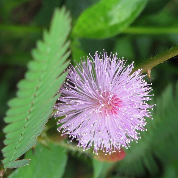 MIMOSA PUDICA - Image 5