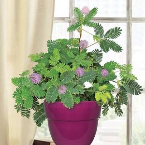 MIMOSA PUDICA