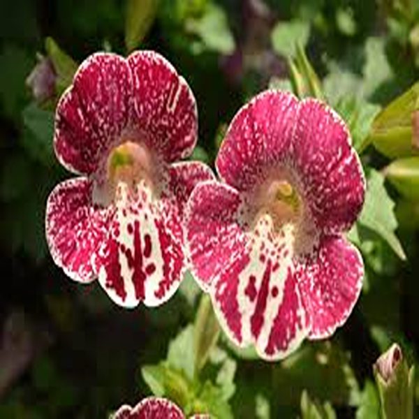 MIMULUS - Image 3