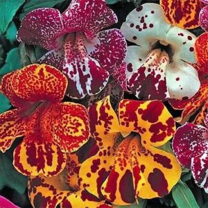 MIMULUS SPP.