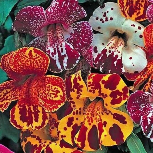 MIMULUS - Image 2