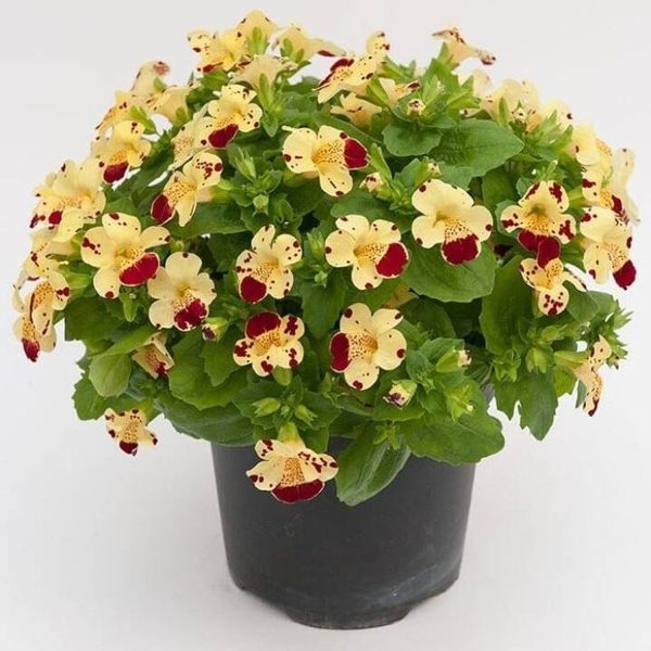 MIMULUS