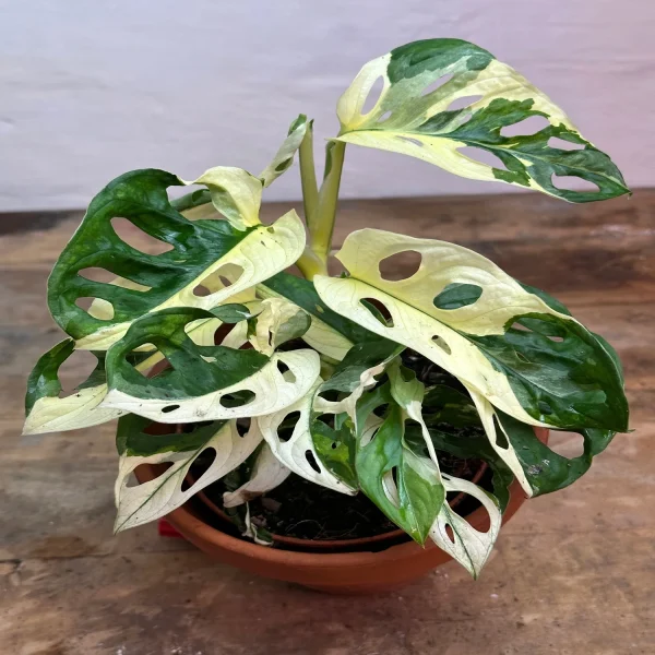 PHP-MONSTERA D. A. VARIEGATA