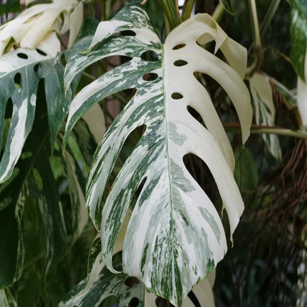 PHP-MONSTERA D. A. VARIEGATA - Image 2