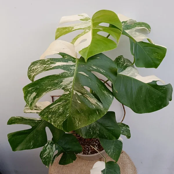 PHP-MONSTERA D. A. VARIEGATA - Image 3