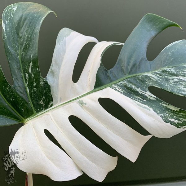PHP-MONSTERA D. A. VARIEGATA - Image 4