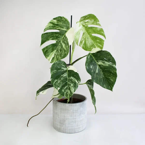 PHP-MONSTERA D. A. VARIEGATA - Image 5