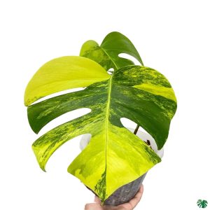 HP-MONSTERA D. MARMORATA