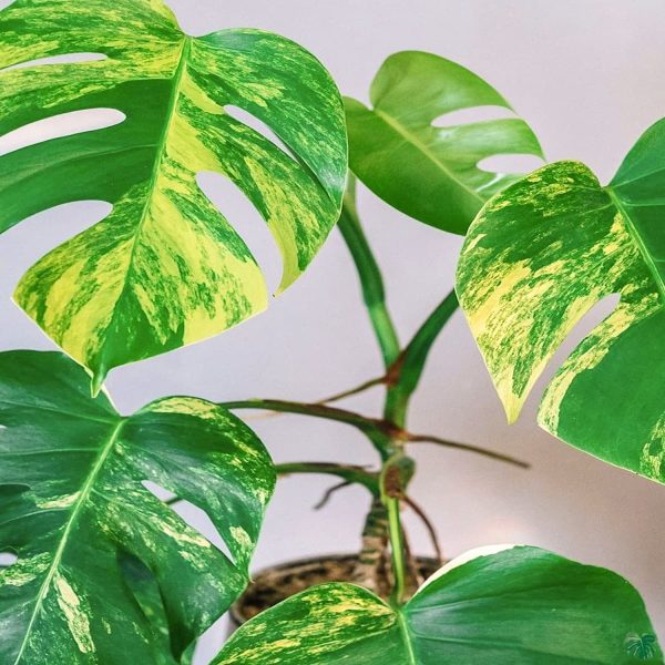 HP-MONSTERA D. MARMORATA - Image 3
