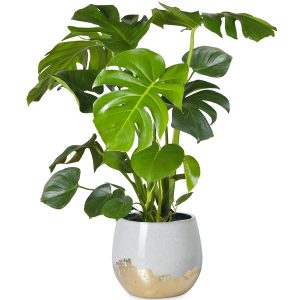 HP-MONSTERA D. MARMORATA