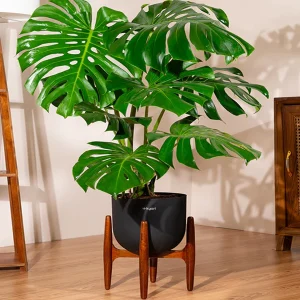 PHP-MONSTERA DELICIOSA