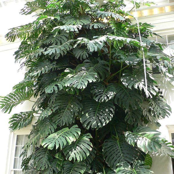 HP-MONSTERA DELICIOSA - Image 3