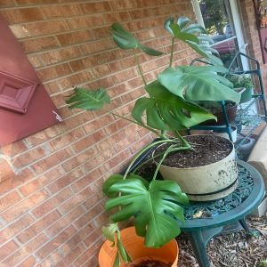 HP-MONSTERA DELICIOSA