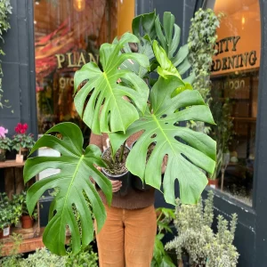 PHP-MONSTERA DELICIOSA