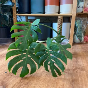 PHP-MONSTERA OB. COMPACTA