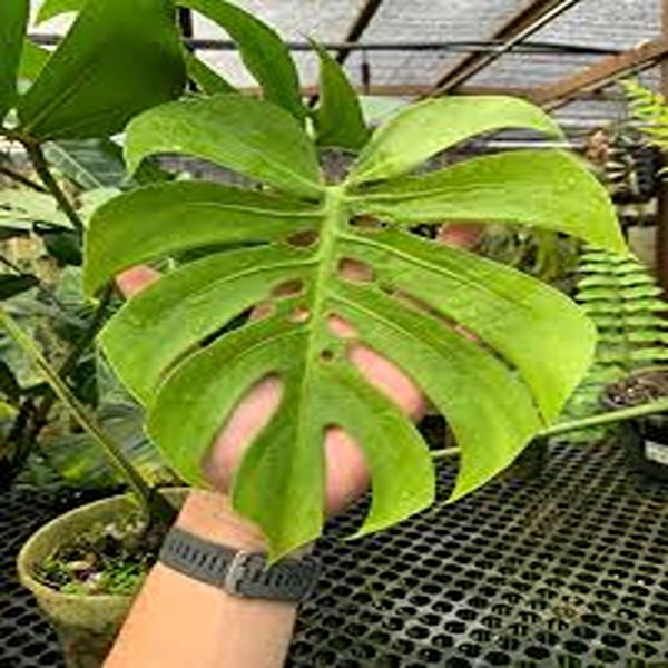PHP-MONSTERA OB. COMPACTA - Image 3