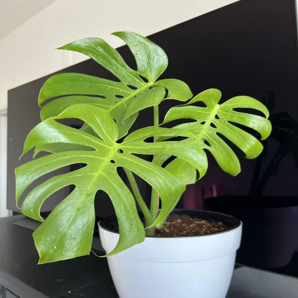 PHP-MONSTERA OB. COMPACTA - Image 4