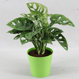 HP-MONSTERA OBLIQUA