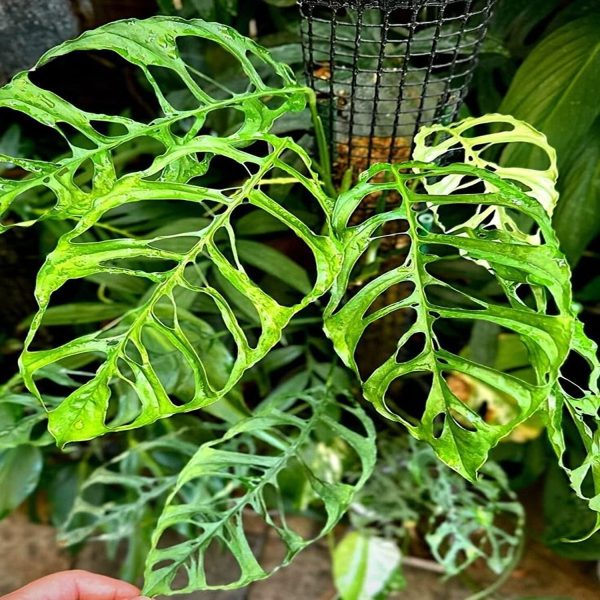 HP-MONSTERA OBLIQUA - Image 3