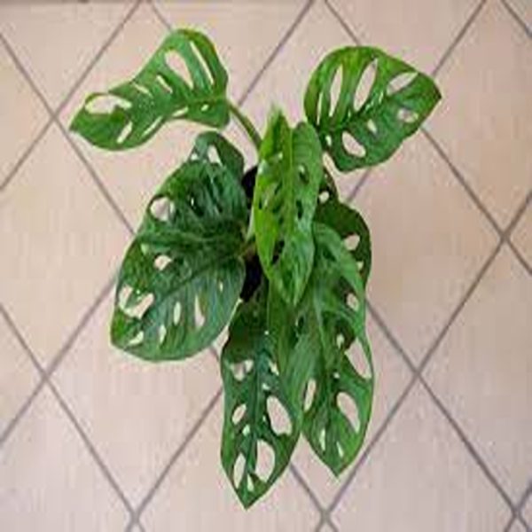 HP-MONSTERA OBLIQUA - Image 4