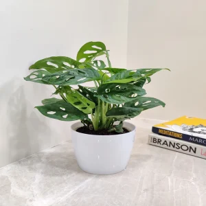 HP-MONSTERA OBLIQUA