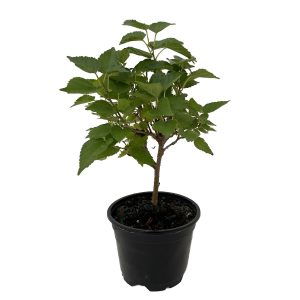 MORUS NIGRA