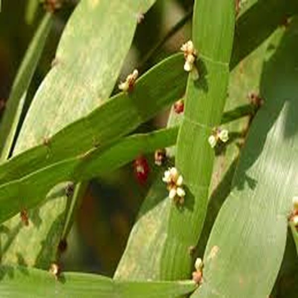 MUEHLENBECKIA PLATYCLADA - Image 2