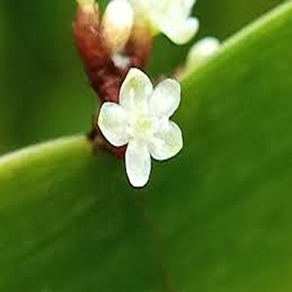 MUEHLENBECKIA PLATYCLADA - Image 3