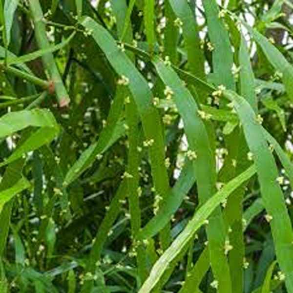MUEHLENBECKIA PLATYCLADA - Image 4