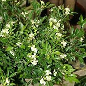MURRAYA EXOTICA