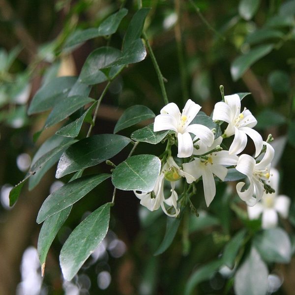MURRAYA EXOTICA - Image 3