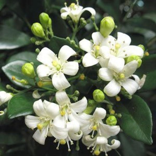 MURRAYA EXOTICA - Image 4