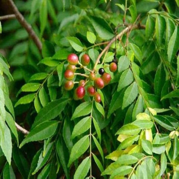 MURRAYA KOENIGII - Image 2