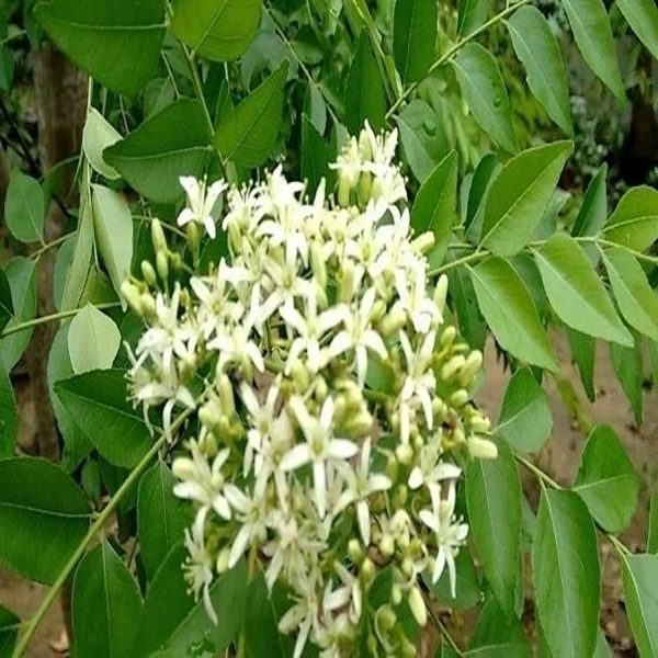 MURRAYA KOENIGII - Image 4