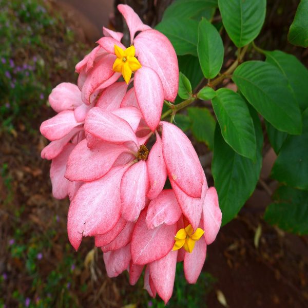 MUSSAENDA ERYTHROPHYLLA QUEEN SIRIKIT - Image 2