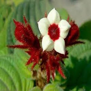 MUSSAENDA ERYTHROPHYLLA SCARLET