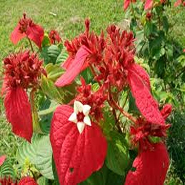 MUSSAENDA ERYTHROPHYLLA SCARLET - Image 3