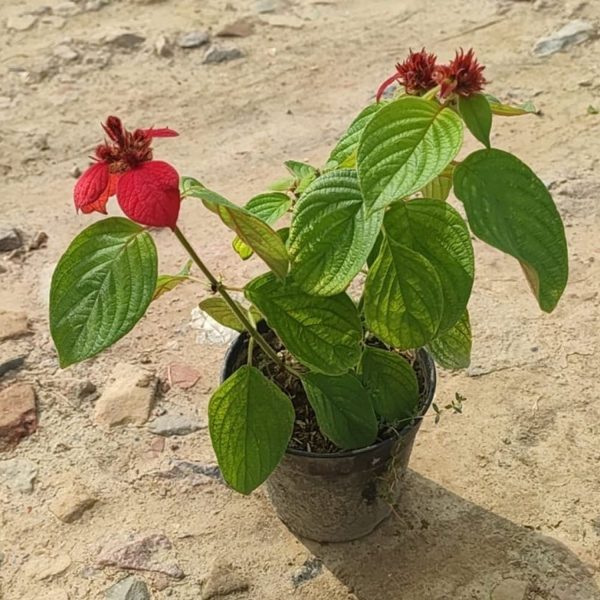 MUSSAENDA ERYTHROPHYLLA SCARLET - Image 4