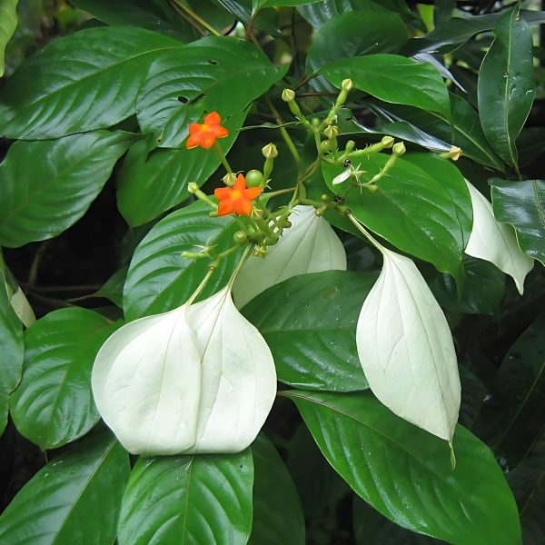 MUSSAENDA FRONDOSA - Image 3
