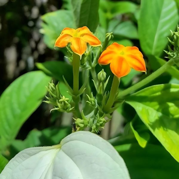 MUSSAENDA FRONDOSA - Image 2