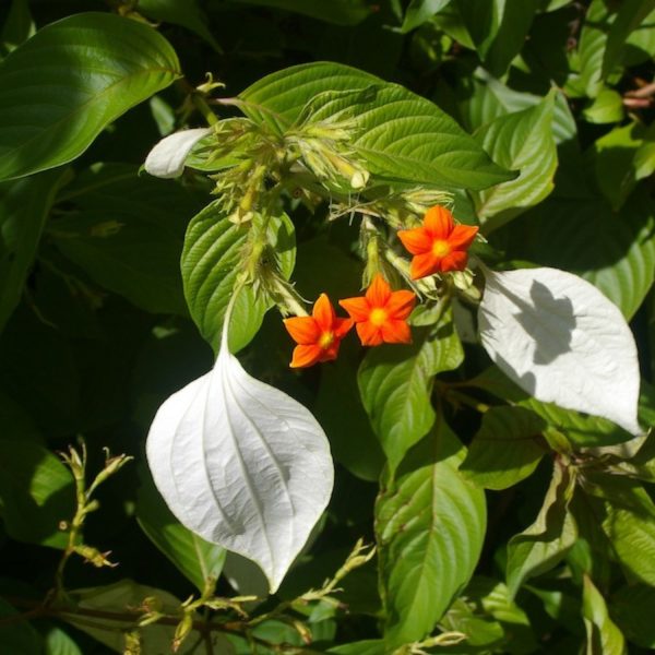 MUSSAENDA FRONDOSA - Image 4