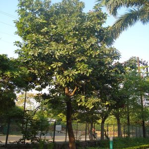 MADHUCA LONGIFOLIA