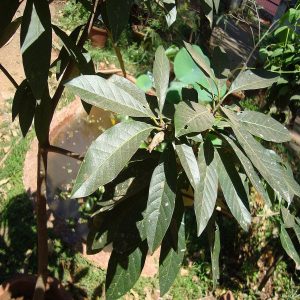 MADHUCA LONGIFOLIA