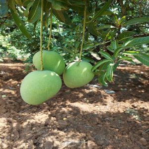 MANGIFERA INDICA (BEGANPALLI)