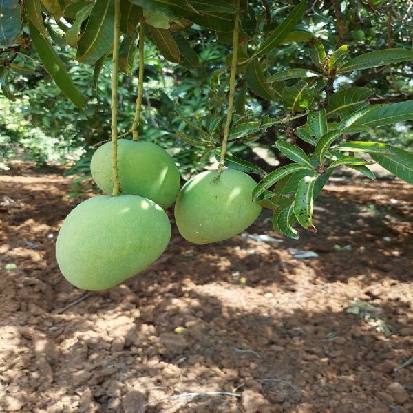 MANGIFERA INDICA (BEGANPALLI) - Image 2