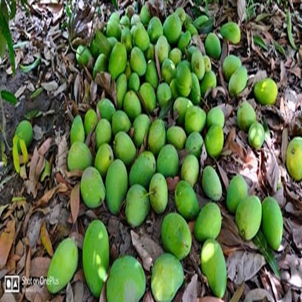 MANGIFERA INDICA (BEGANPALLI) - Image 3