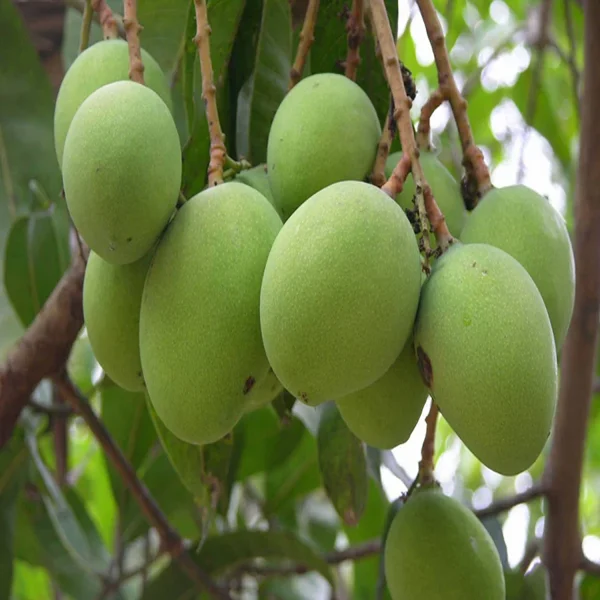 MANGIFERA INDICA (BEGANPALLI) - Image 4