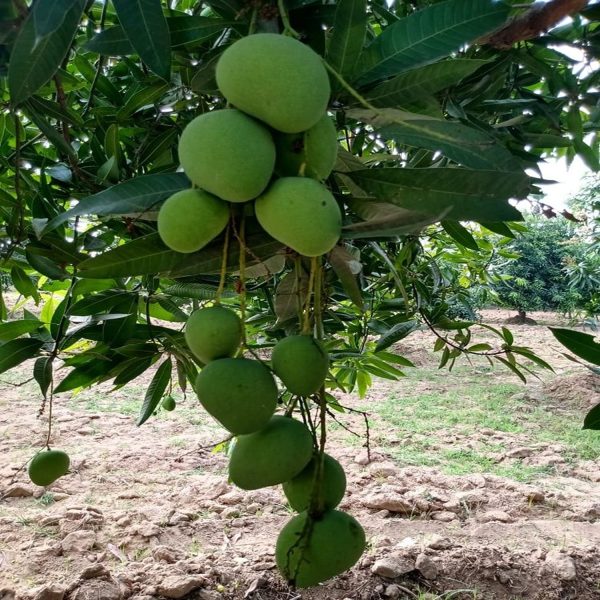MANGIFERA INDICA (BEGANPALLI) - Image 5