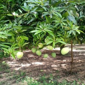 MANGIFERA INDICA (BEGANPALLI)