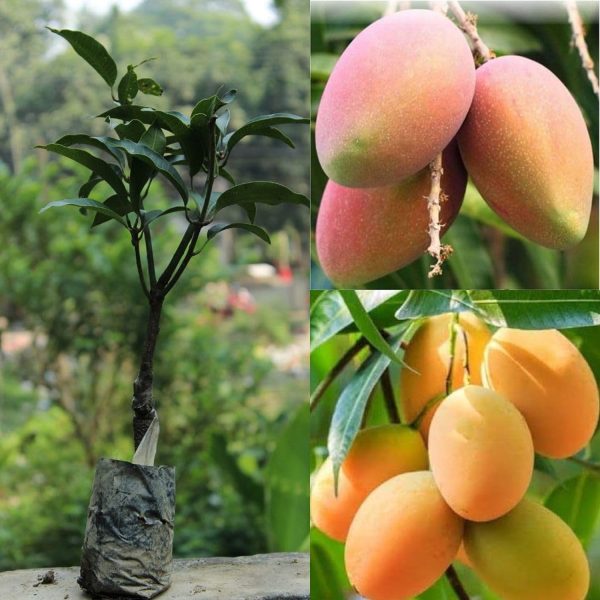 MANGIFERA INDICA (DASHERI) - Image 3